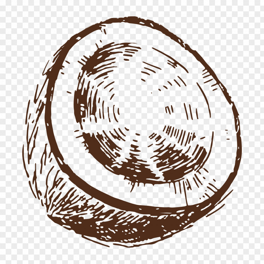 Coconut Drawing Pencil Sketch PNG