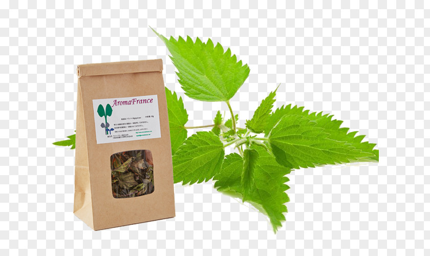 Common Nettle Stock Photography Herb Medicinal Plants PNG
