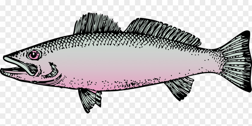 Fishing Clip Art Rainbow Trout PNG