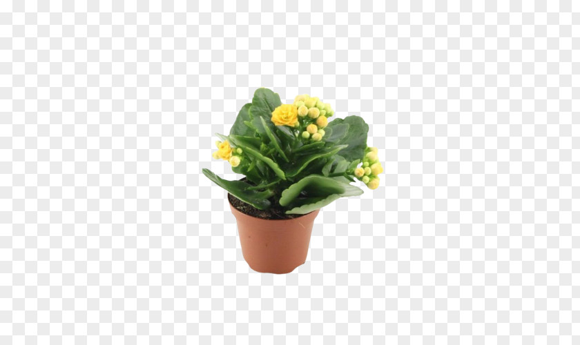 Flower Flowerpot Plant Yellow Houseplant PNG