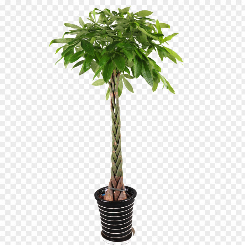 Flower Pot Guiana Chestnut Houseplant Garden Plants Tree PNG
