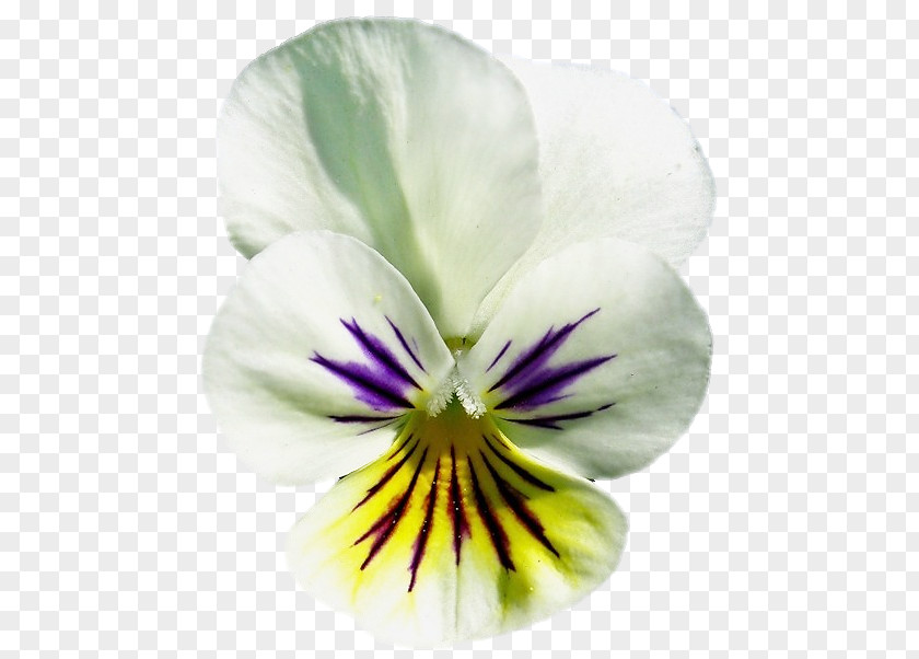 Pansy Close-up PNG