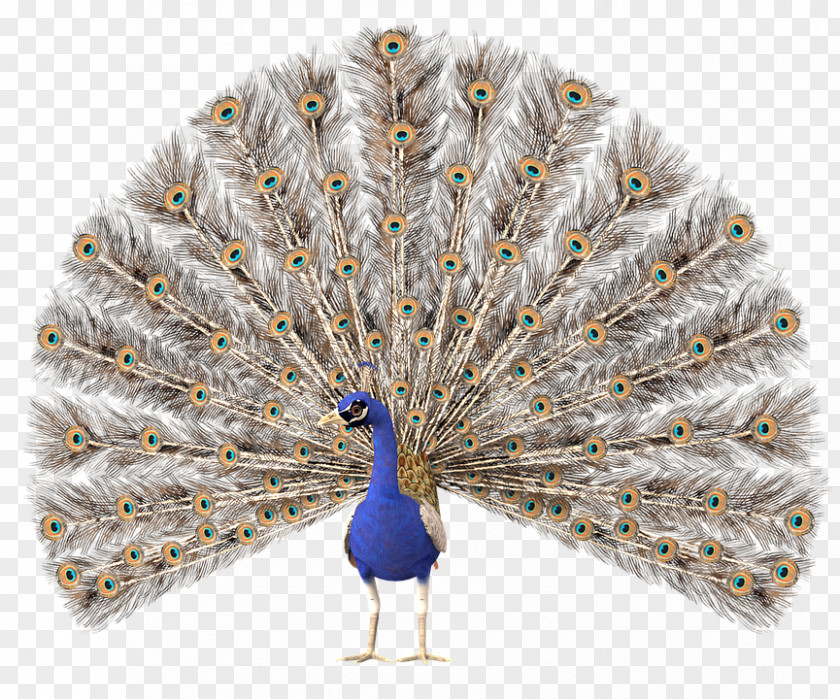 Peacock Pattern Stock.xchng Clip Art Peafowl Image PNG
