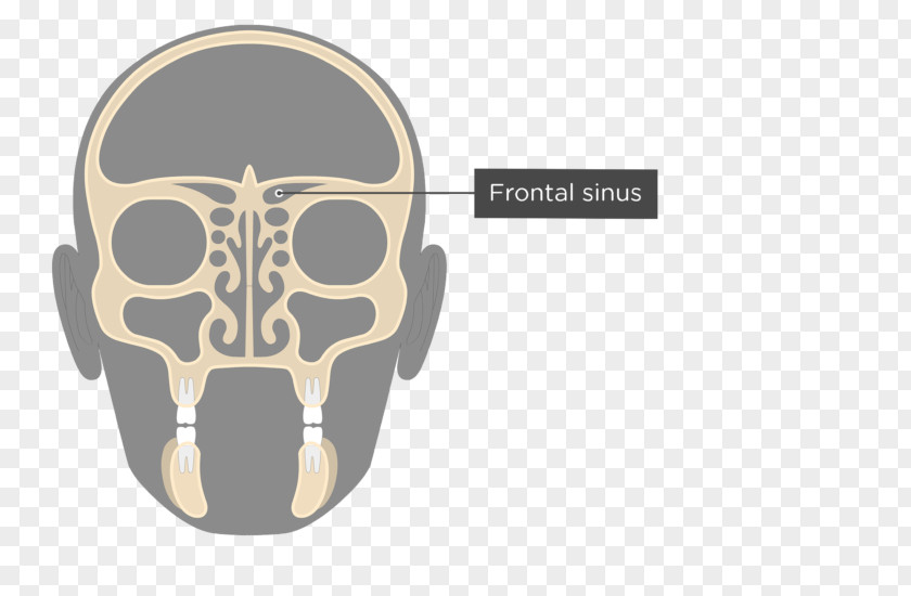 Skull Ethmoid Sinus Bone Paranasal Sinuses Nasal Cavity PNG