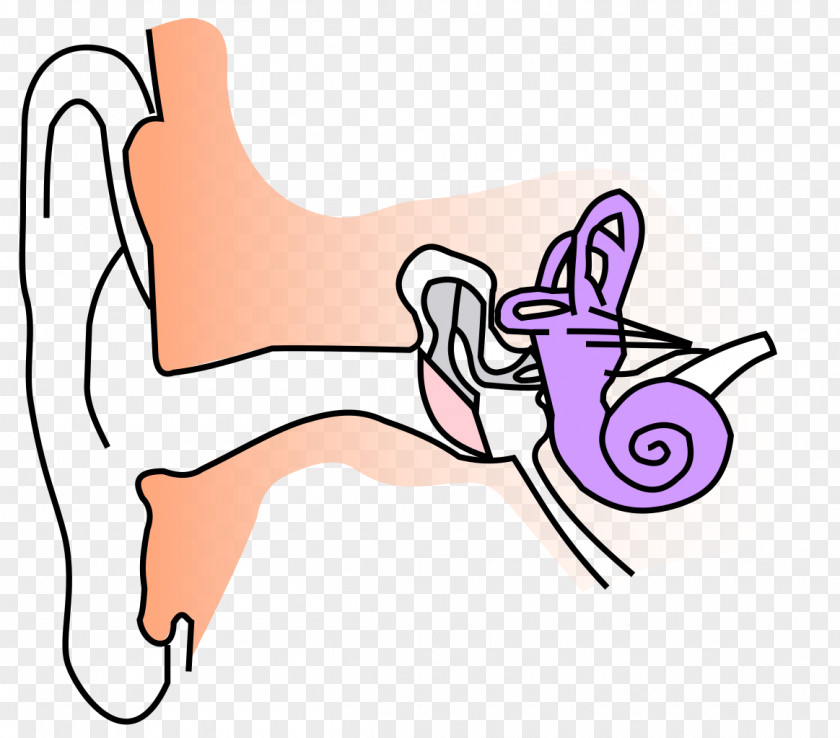 Ear Otitis Externa Anatomy Canal Outer PNG