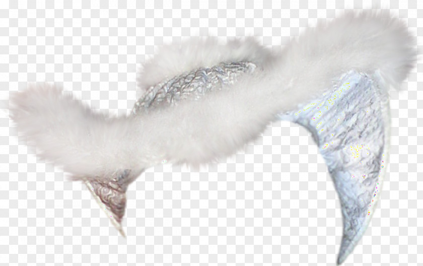 Feather Beak Tail Ear PNG