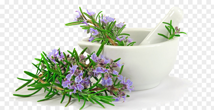 Herb Rosemary Mediterranean Cuisine Thyme Stock Photography PNG