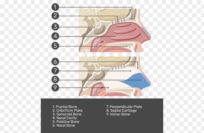 Nasal Cavity Paper Nose Test Cartilage PNG