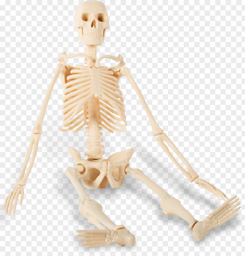 Skeleton The Human Bone Sitting PNG