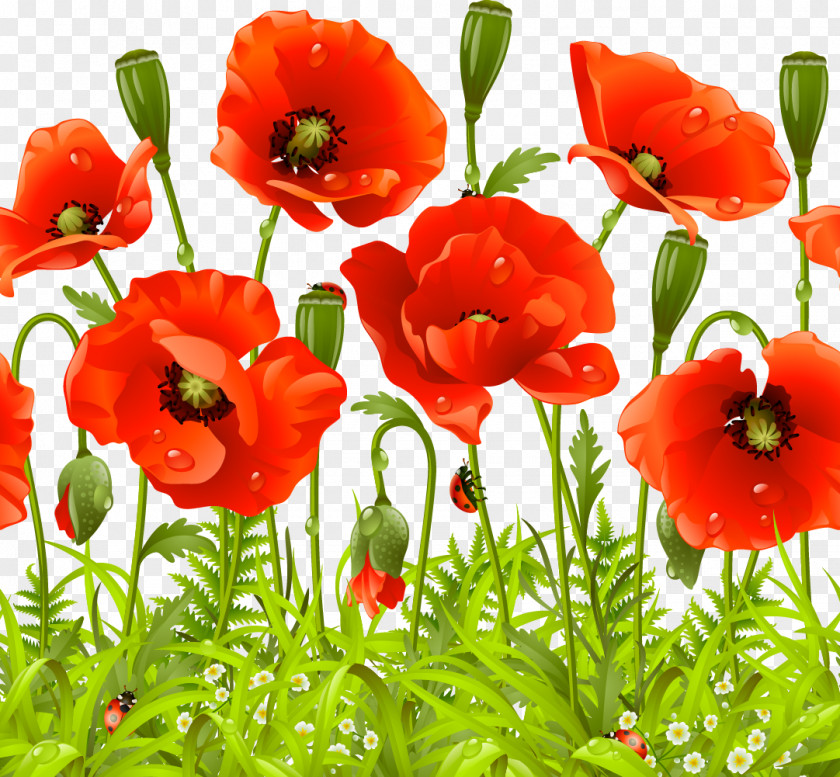 Vector A Poppy Flower Remembrance Common PNG