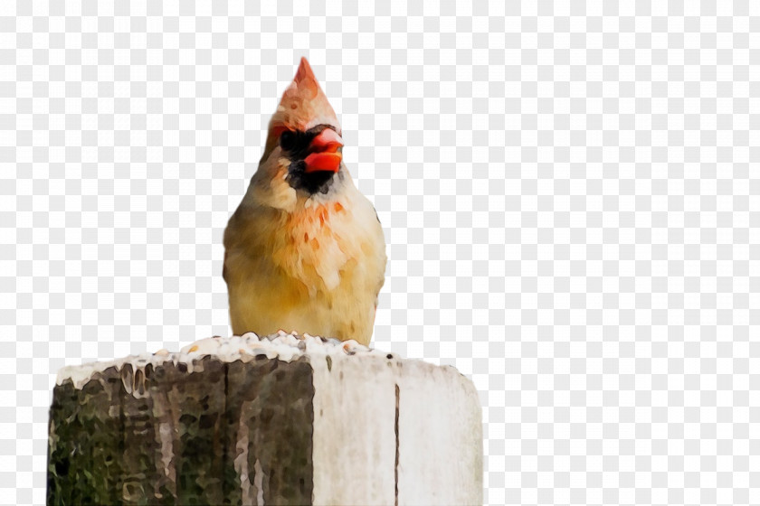 Birds Chicken Beak Biology PNG