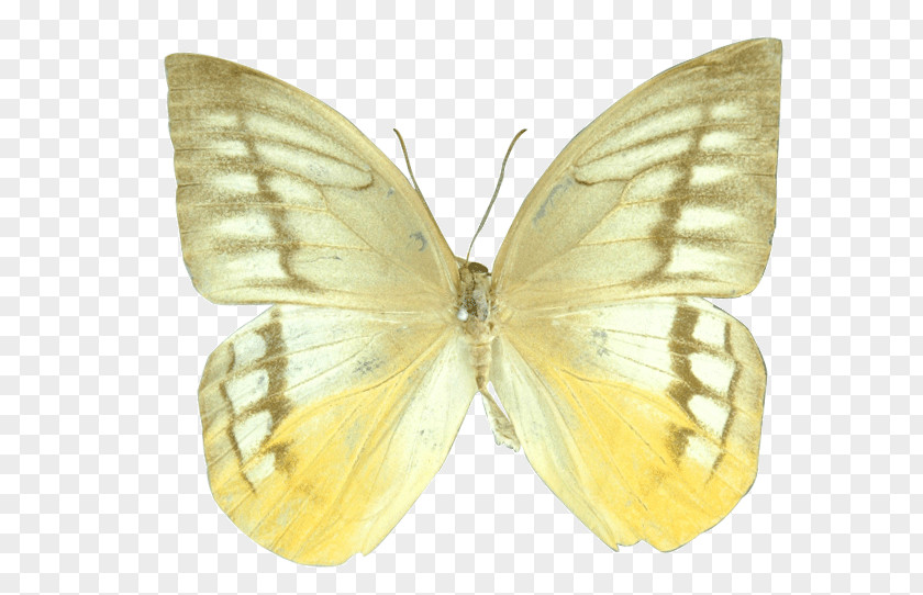 Butterfly Clouded Yellows Brush-footed Butterflies Silkworm Pieridae PNG