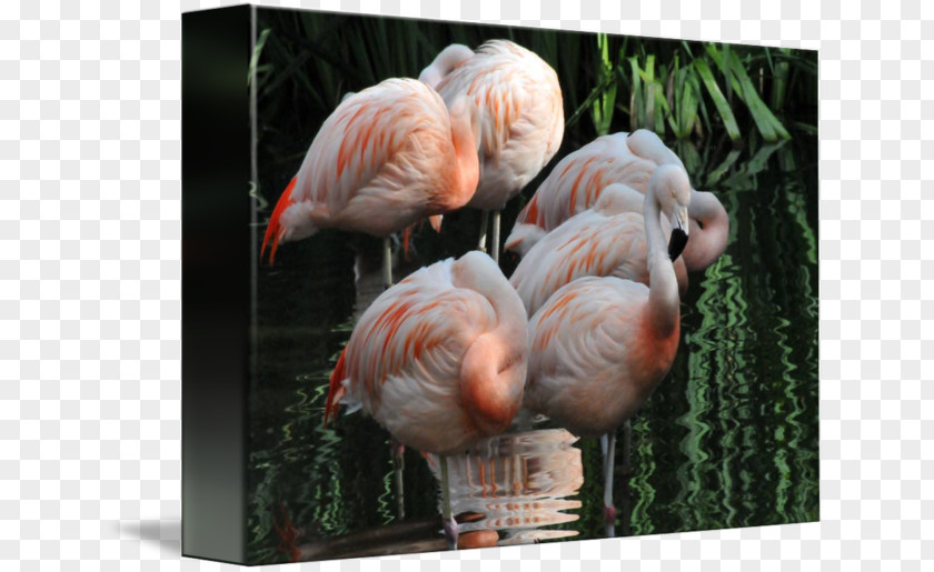 Flamingo Frame Gallery Wrap Canvas Art Beak Dawn PNG