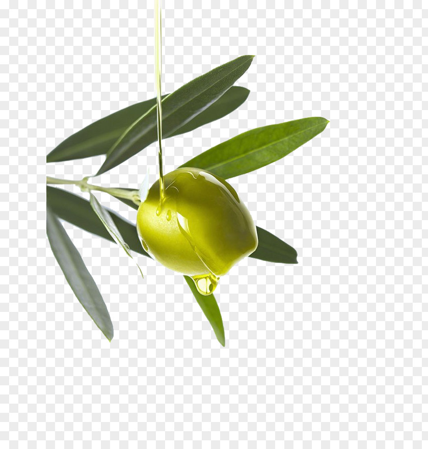 Olive Oil Computer File PNG