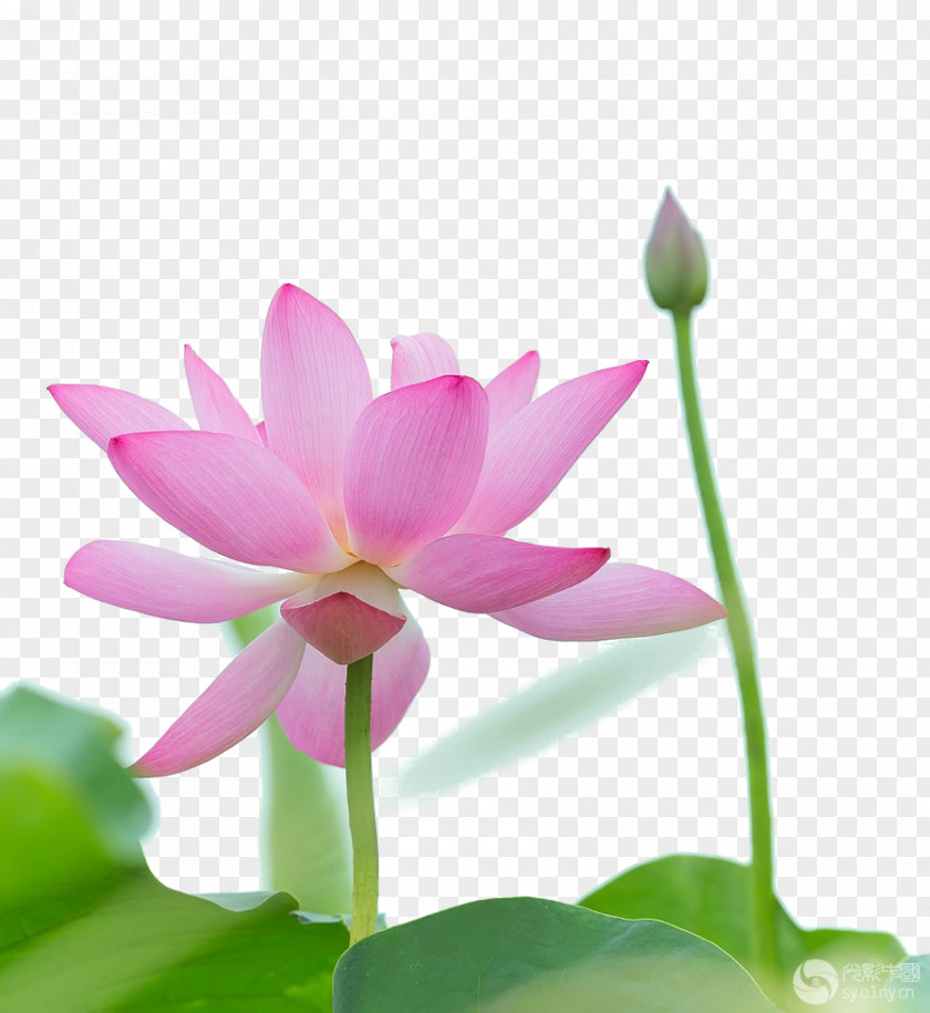 Painted Lotus Download Icon PNG