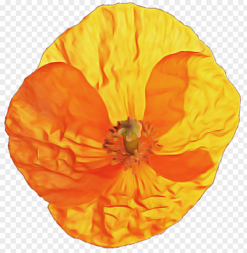 Perennial Plant Poppy Family Orange PNG