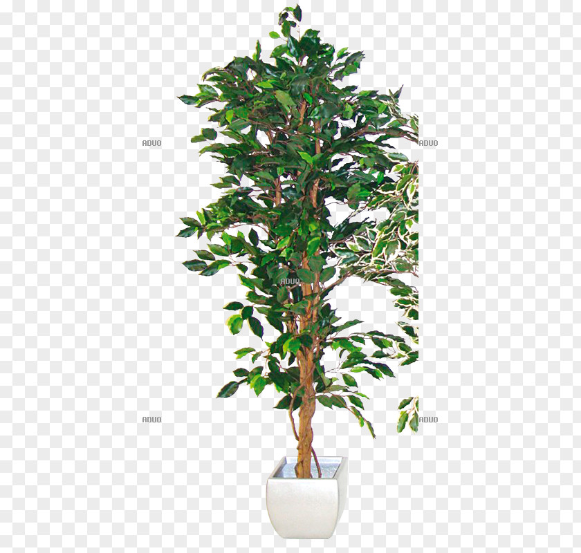 Plant Weeping Fig Houseplant Fiddle-leaf Tree PNG