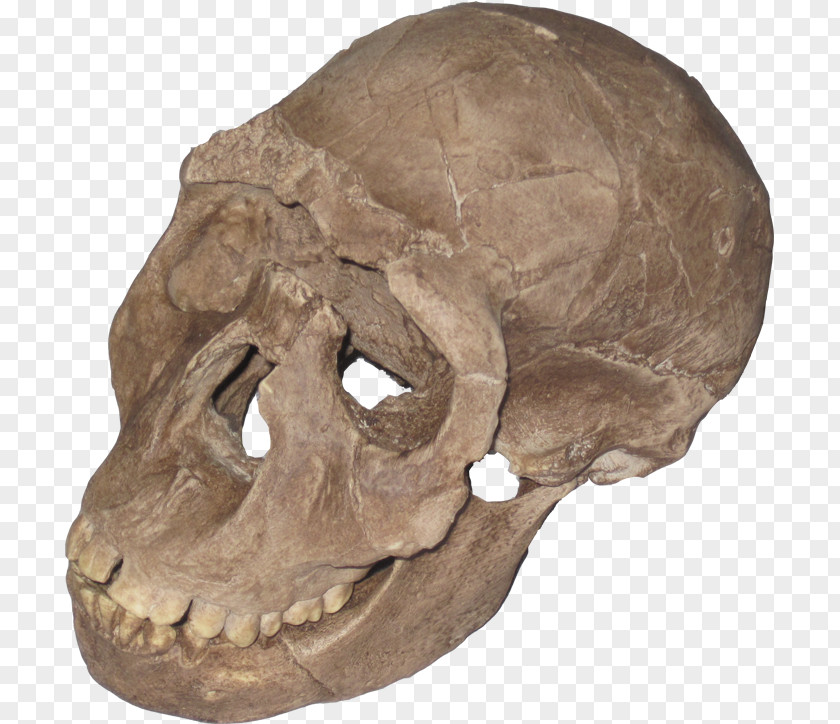 Stone Arch Tautavel Man Primate Paleontology Homo Sapiens Human Evolution PNG