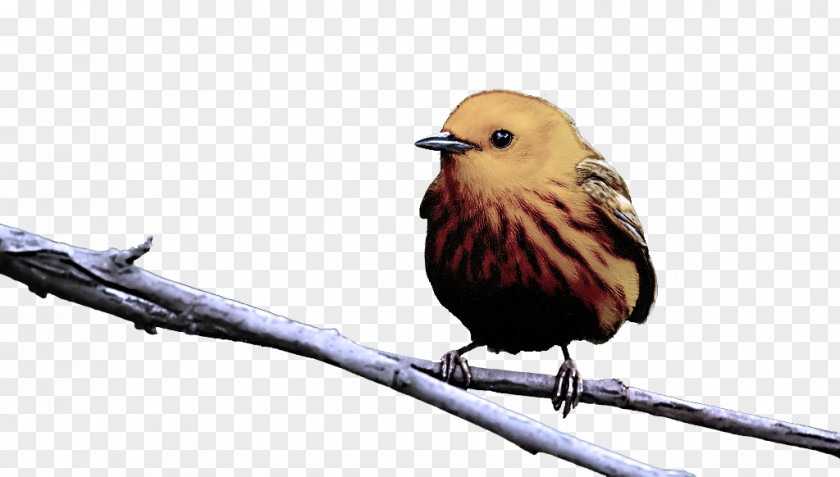 Feather PNG