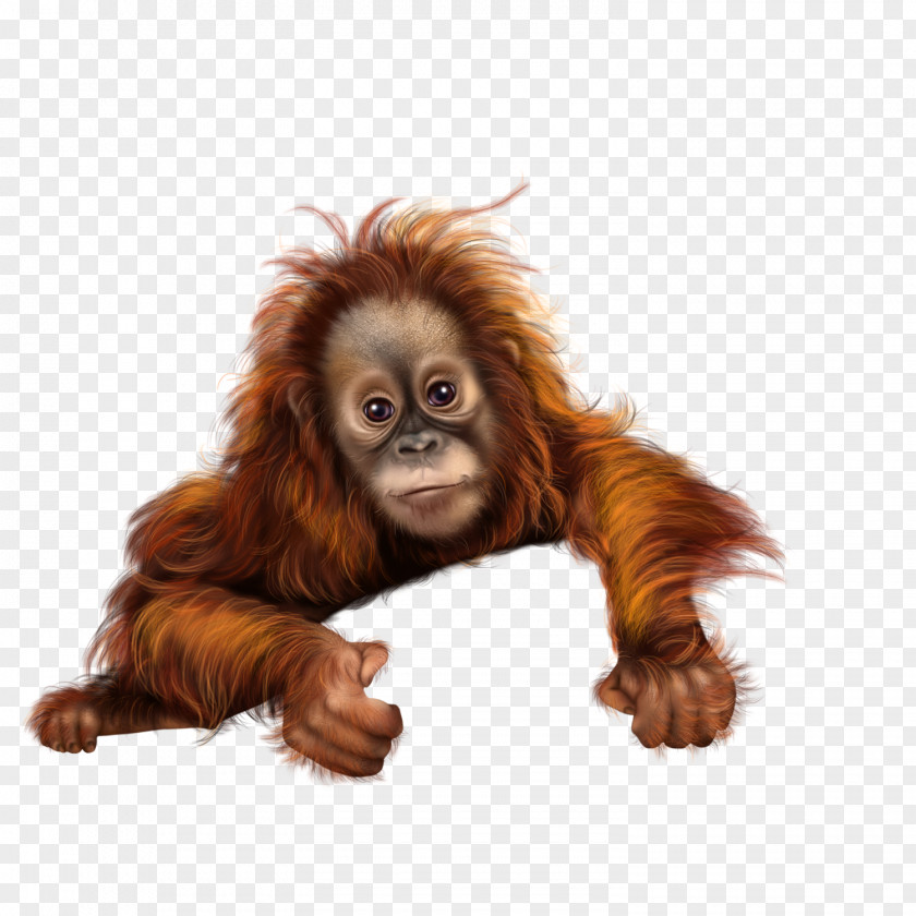 Monkey Orangutan Baboons PNG