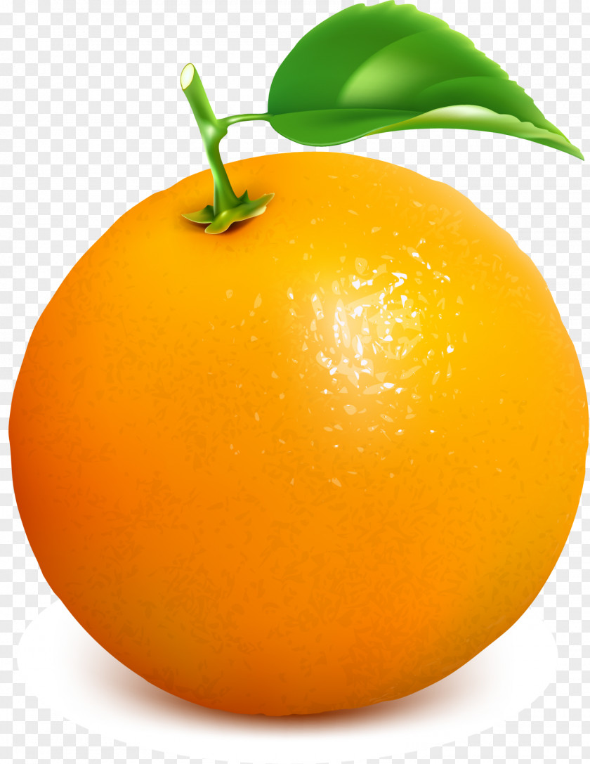 Orange Concise Clementine Juice Mandarin Tangelo Grapefruit PNG