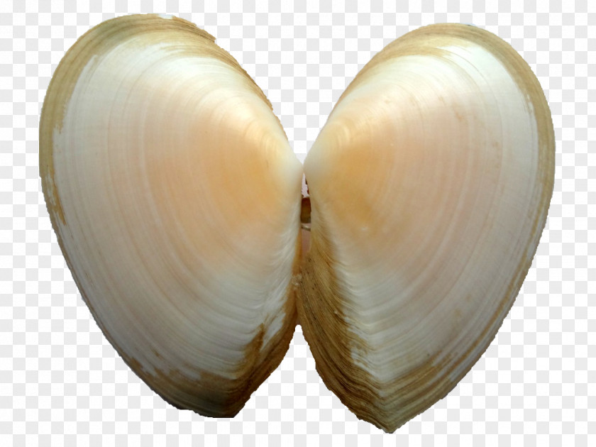 Seashell Cockle Clam Veneroida Tellinidae Conchology PNG