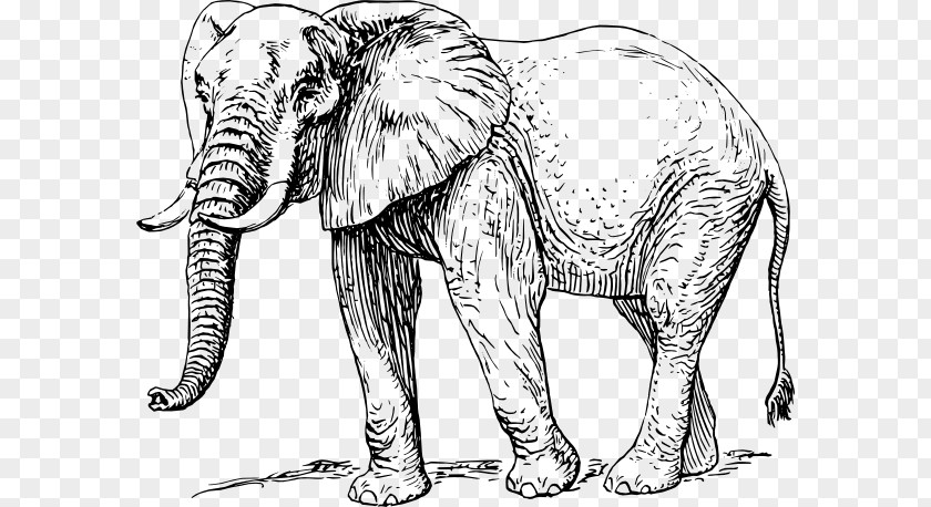 Elephant Stencil Mammal Black And White Clip Art PNG