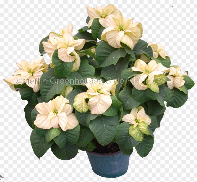 Flower Poinsettia Floral Design Flowerpot Houseplant PNG