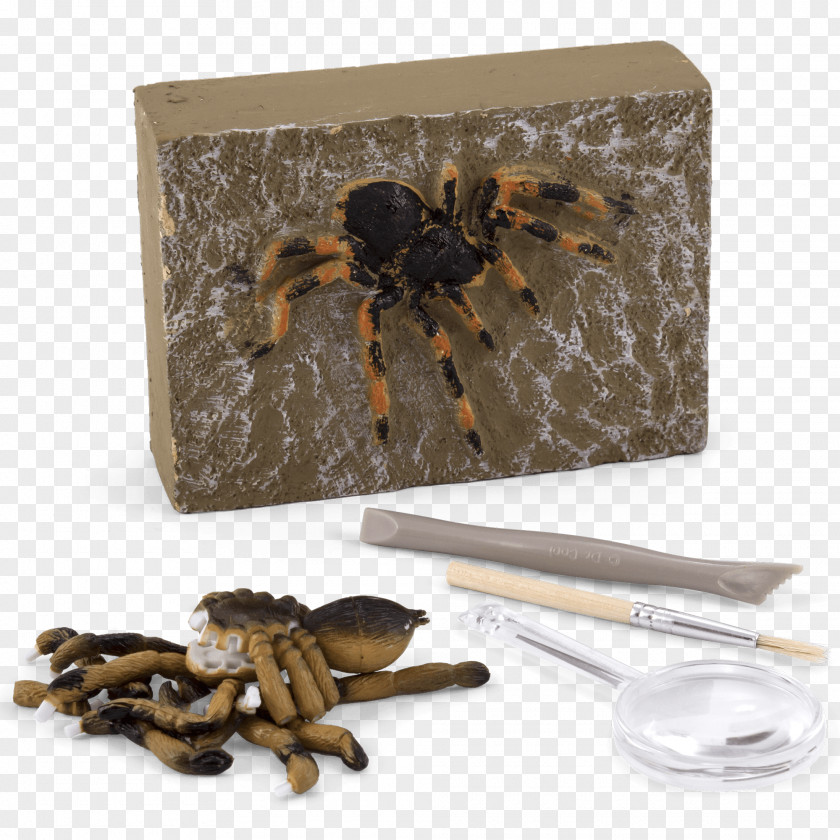 Insect Product PNG