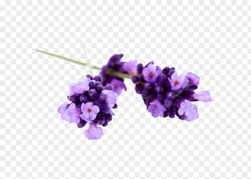 Oil English Lavender Essential Lavandula Latifolia PNG