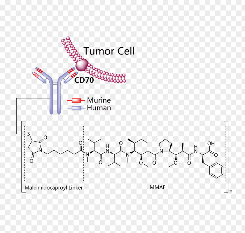 Antibodydrug Conjugate MD Anderson Lifastuzumab Vedotin Multiple Myeloma Cancer Monomethyl Auristatin E PNG