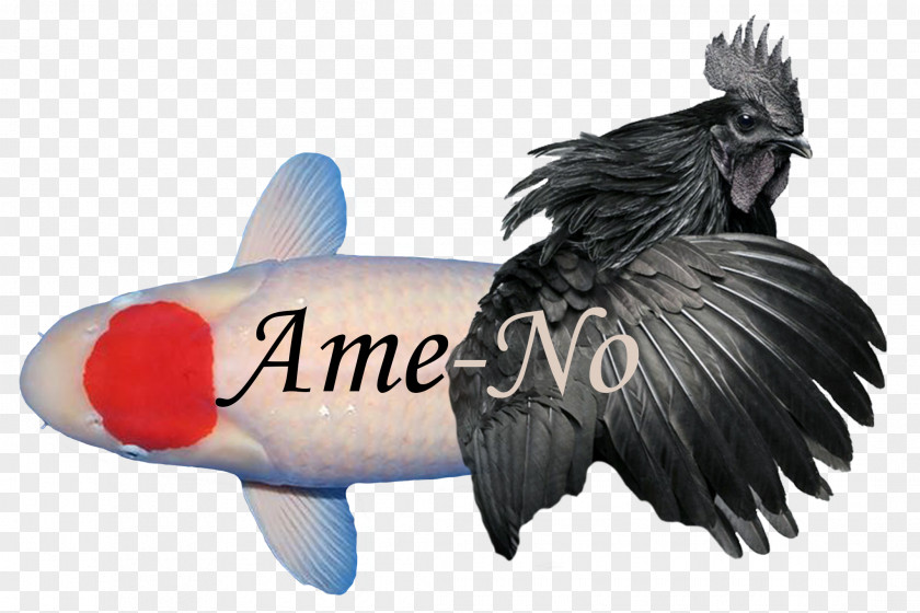 Ayam Cemani Taisho Sanshoku Kōhaku Fish HTML5 Video PNG