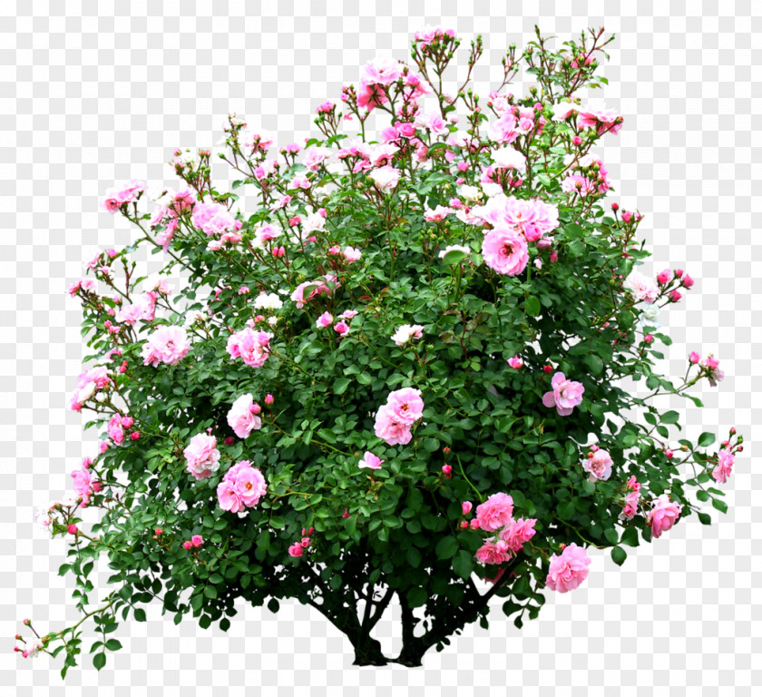 Flowers Trees PNG trees clipart PNG
