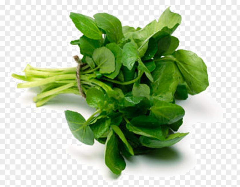 Ginger Tea Sandwich Watercress Soup Leaf Vegetable Health PNG