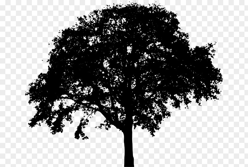 Tree Silhouette Oak Clip Art PNG