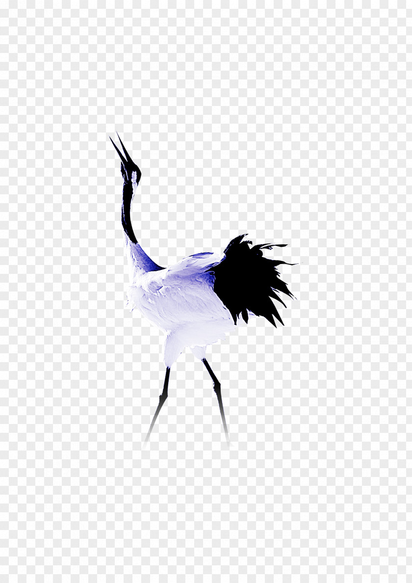 Ostrich Common Crane Bird Feather PNG