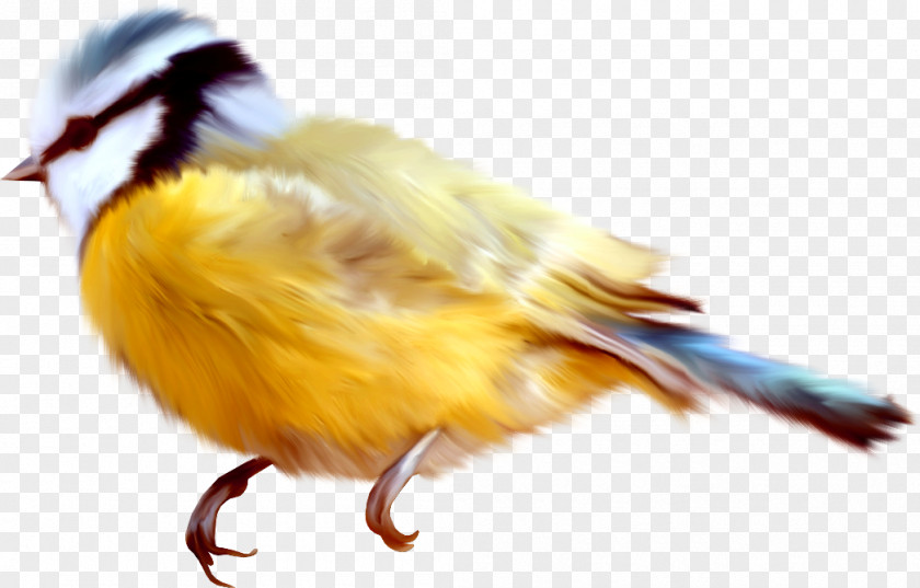 Bird Clip Art PNG