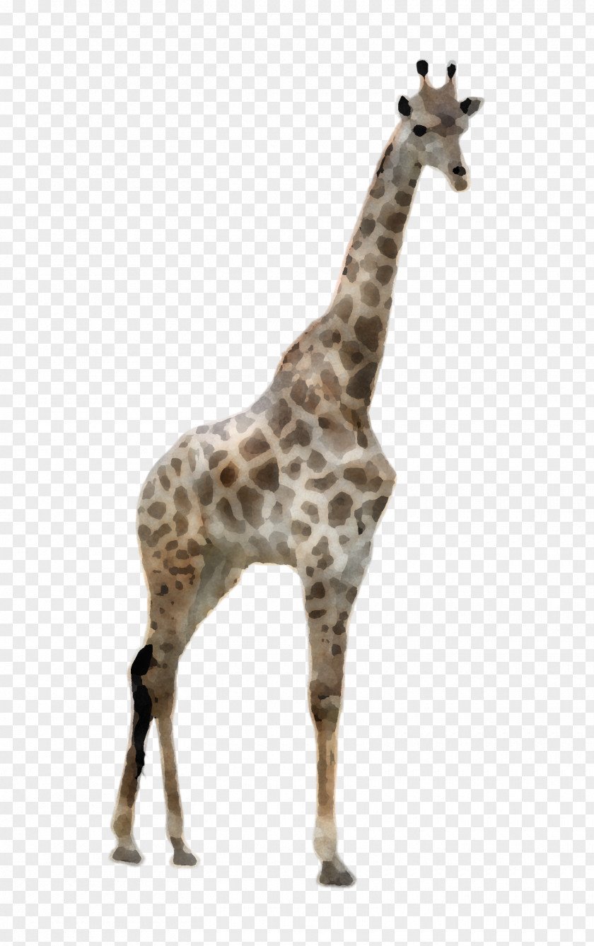 Giraffe Giraffidae Wildlife Animal Figure Snout PNG