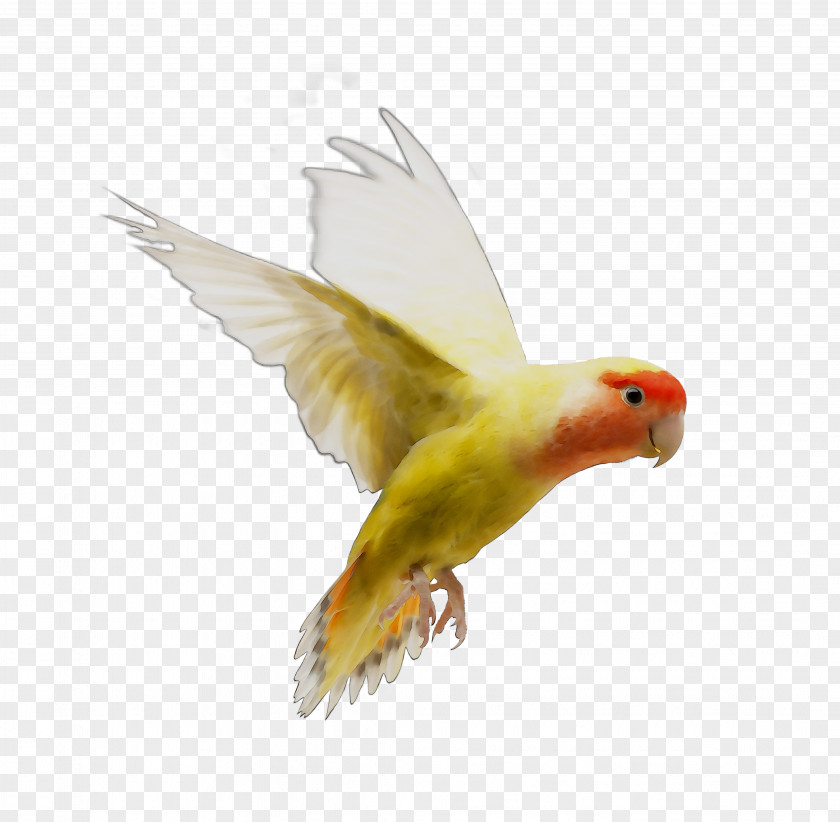 Lovebird Parakeet Feather Beak Fauna PNG