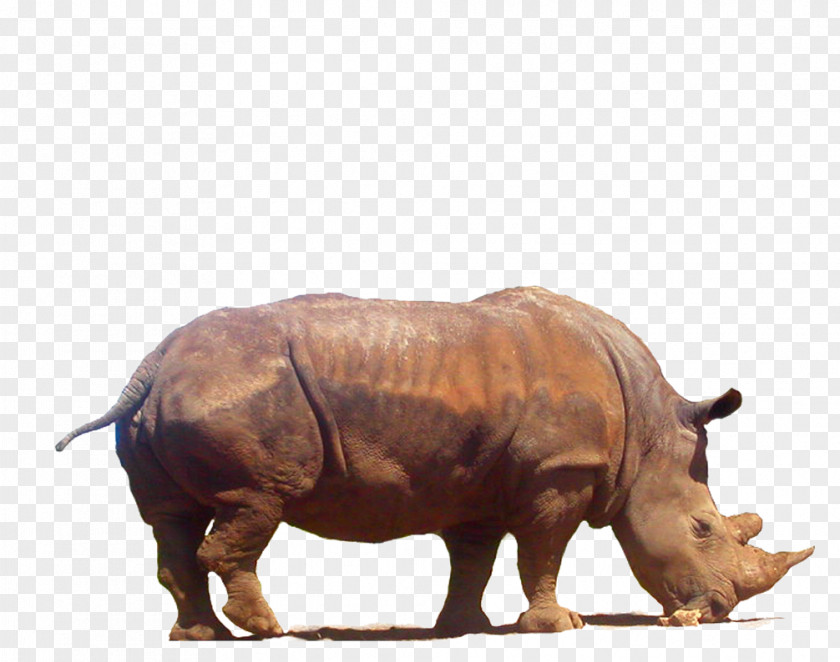 Rhinoceros Clipart 3D Clip Art PNG