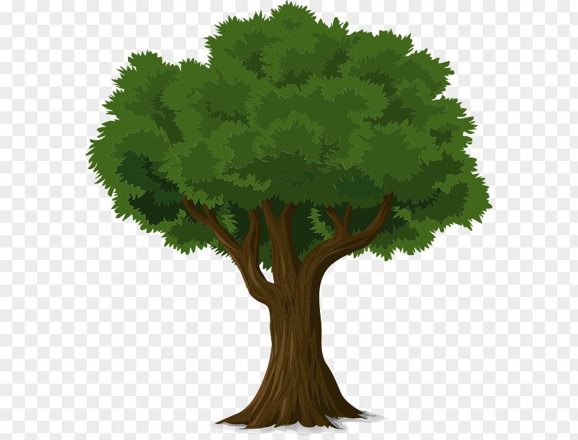 Tree Trunk Drawing Snag Branch PNG