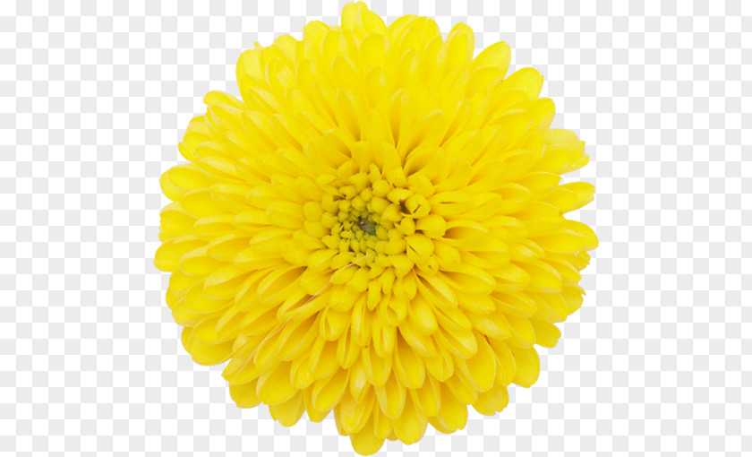 Flower Chrysanthemum ×grandiflorum Transvaal Daisy Family Plant Symbolism PNG