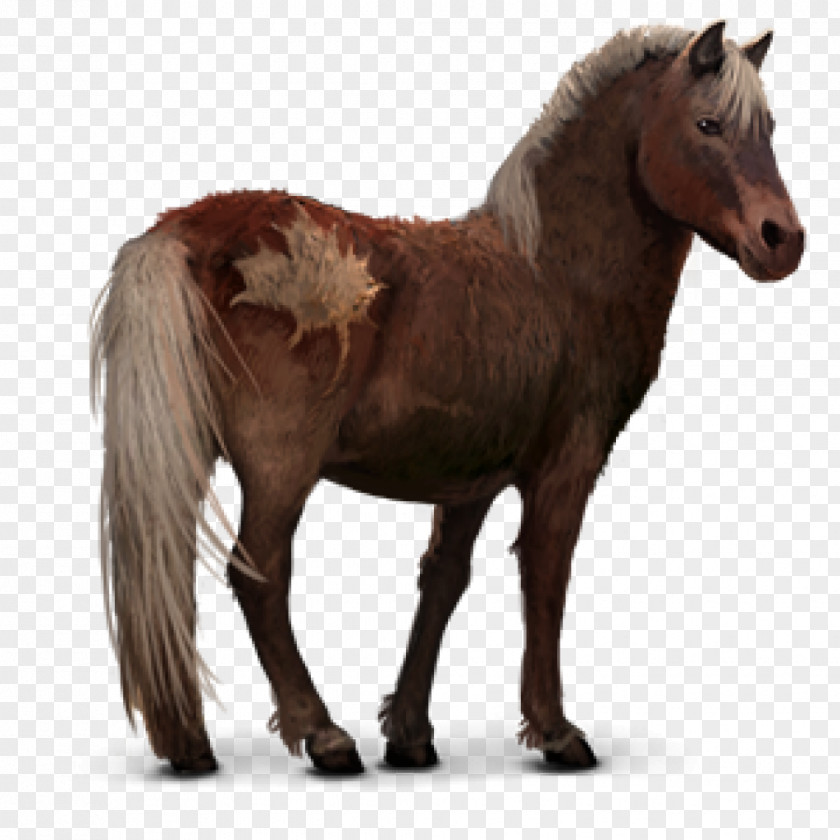 Horse Sable Island Barb Pony Howrse Mustang PNG