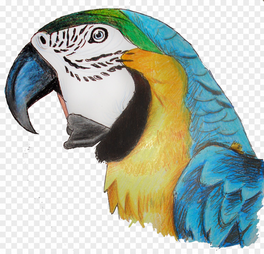 Parrot Bird Macaw Parakeet PNG