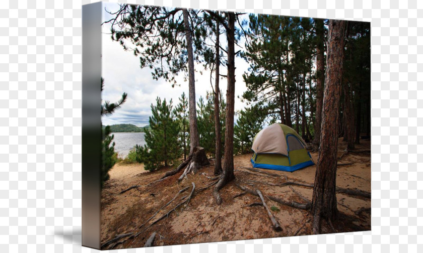 Vacation Camping Tent Tree Leisure PNG