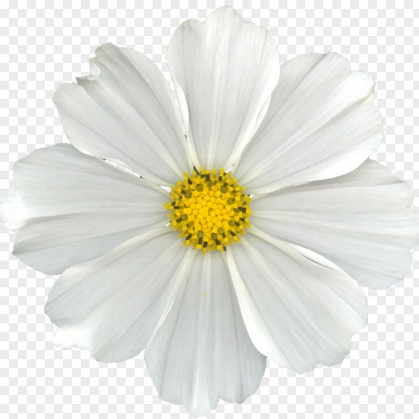 White Flower Common Daisy Oxeye Scrapbooking Clip Art PNG