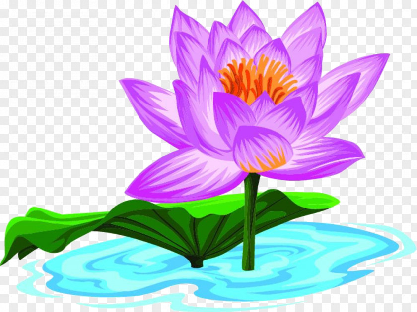 Cartoon Lotus Material Nelumbo Nucifera PNG