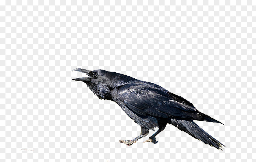 Crow American New Caledonian Rook Common Raven PNG