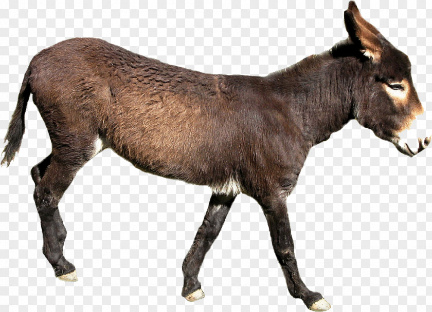 Donkey Milk Mule Horse Clip Art PNG