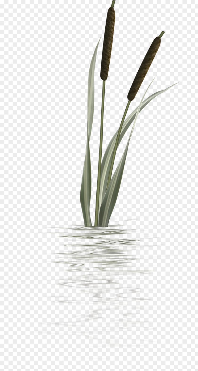 Plant Typha Orientalis Treelet Magnolia Clip Art PNG